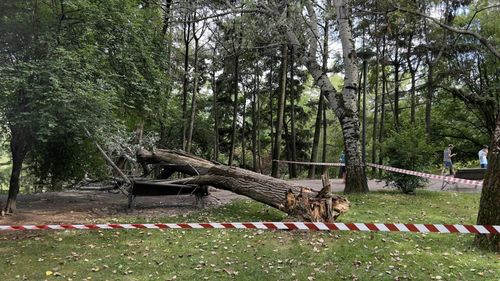 UPDATE Sectorul 3: Un copac greu s-a prăbușit peste o femeie în parcul IOR  / Victima prezintă fracturi și a fost transportată la spital