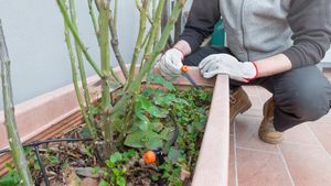 Un colț de natură la ultimul etaj: Un spaniol ne-a povestit cum a reușit să își creeze propria grădină pe terasă cu ajutorul unui sistem inteligent de irigare