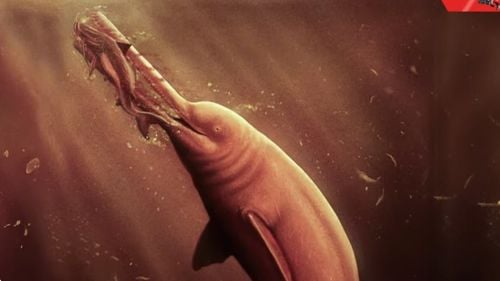 Oamenii de ştiinţă au descoperit craniul unui delfin antic uriaş în Amazon