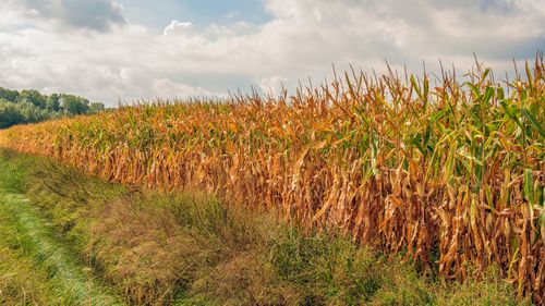 Comisia Europeană reaprinde disputele între fermierii și apicultorii din România. Cultivatorii de porumb spun că nu pot renunța la neonicotinoide