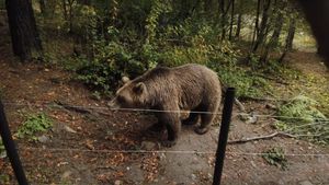 Peste 500 de animale domestice au fost omorâte de urşi şi lupi în Braşov, în 2024 / Agenția de Mediu: ”Recomandăm utilizarea gardurilor electrice„