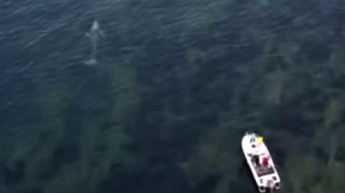 VIDEO Balenă cenușie rătăcită din Oceanul Pacific în Marea Mediterană, observată de-a lungul coastei estice a Spaniei