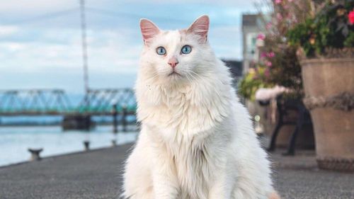 Pisicile „înotătoare” Van, unice în lume: Unde pot fi găsite și care este explicația surprinzătoare pentru care adoră apa (VIDEO)