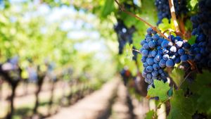 Producţia de struguri din 2024 ar putea scădea în sudul ţării din cauza condiţiilor climatice / Enolog: „Este un an foarte dificil”