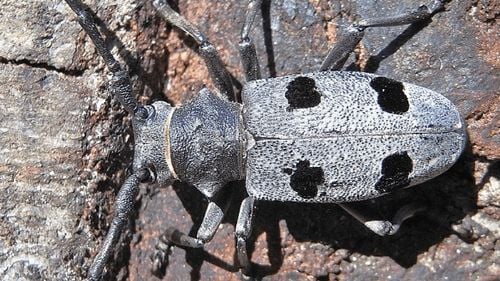 EXCLUSIV România ia în calcul mutarea cu ajutorul feromonilor a speciei de gândac amenințată de autostrada Sibiu - Pitești / Ministrul Fondurilor Europene propune o companie separată care să gestioneze autostrada Iași - Târgu Mureș