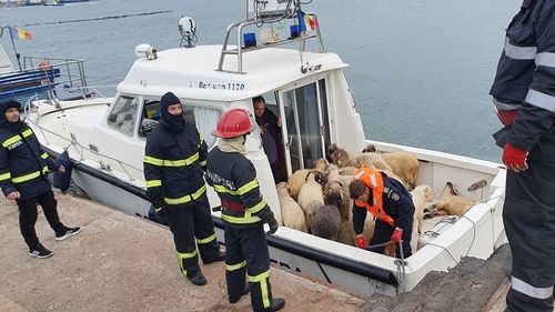 180 de oi salvate de pe vasul Queen Hind au ajuns la o fermă pentru cai din Midia - Năvodari / Două ONG-uri încă negociază adoptarea lor permanentă de către sanctuare vegane