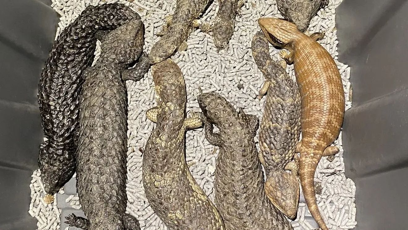 Sute de șopârle confiscate într-o captură a poliției din Australia / Reptilele aveau o valoare de piață estimată la peste 800.000 de dolari / Suspecții riscă 15 ani de închisoare