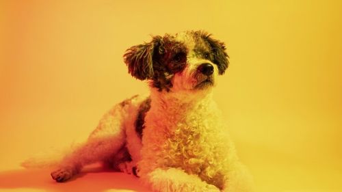 Câinii nu trăiesc într-o lume alb-negru, așa cum s-a crezut mult timp. Cercetătorii și-au dat seama, în sfârșit, în ce culori te vede câinele tău