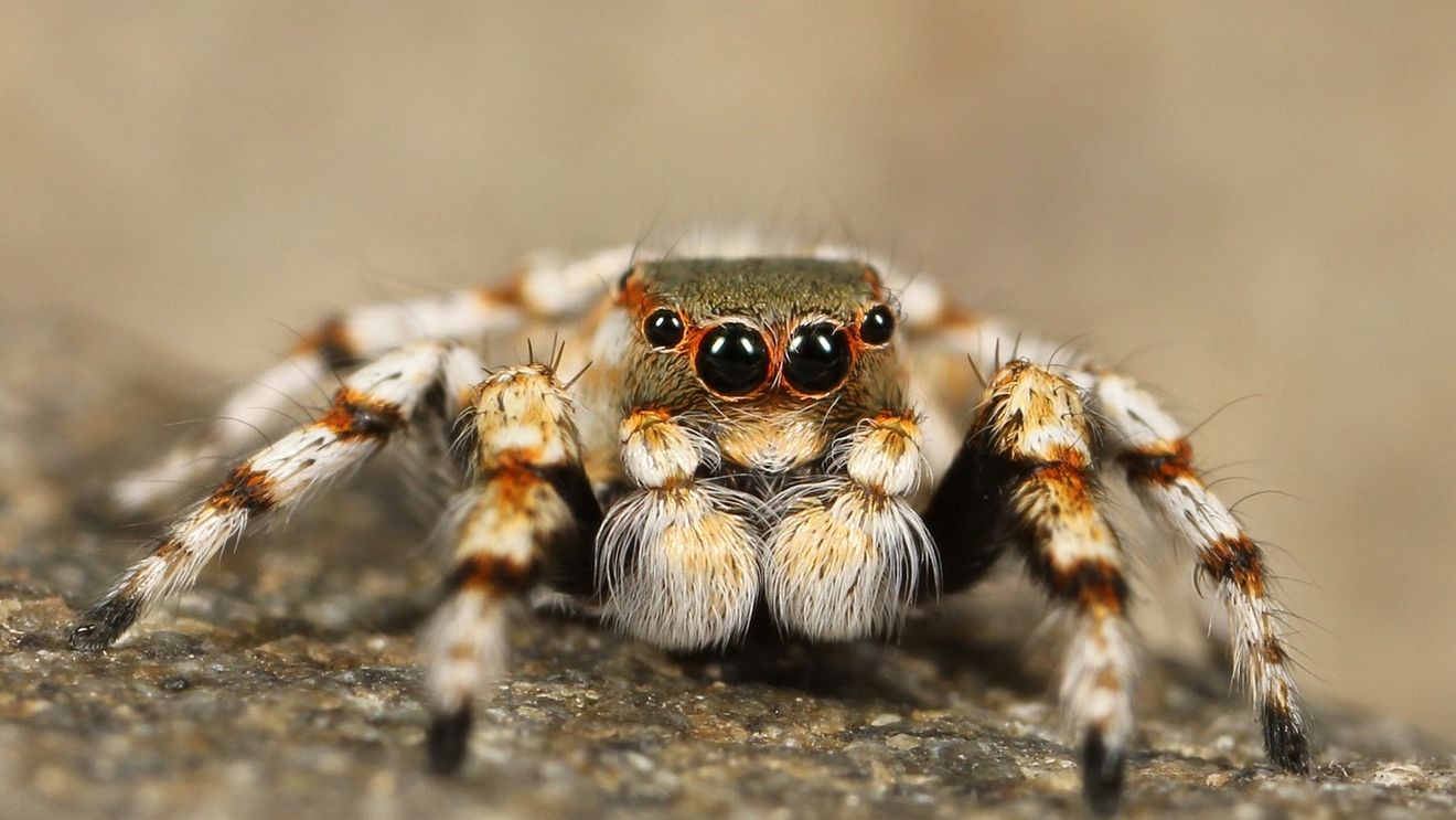 Autorităţile din Peru au depistat un transport ilegal cu tarantule şi miriapode / Tarantulele amazoniene se pot vinde cu aproximativ 5.000 de dolari bucata în Asia