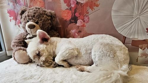 Abandonat de stăpâni pentru că este orb. Un bichon tânăr plătește acum prețul reproducerii ilegale: „Haideți să vă explicăm și vouă, celor care cumpărați câini de pe OLX sau din portbagajele samsarilor, de ce se întâmplă asta”