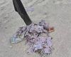 Peste 100 de permise de conducere românești, descoperite la o groapă de gunoi din Republica Moldova / Permisele sunt autentice, dar expirate / Urmau să fie topite și transformate în hârtie igienică