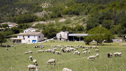 Acordul UE-Australia pune fermierii pe jar / Deși nu pe deplin justificate, sunt câteva temeri / Alina Crețu, președinte Forumul APPR: „Australienii sunt cei mai mari exportatori de carne de vită și carne de oaie”