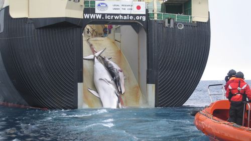 VIDEO Japonia a reluat vânătoarea de balene în scopuri comerciale după treizeci de ani