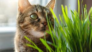 Oamenii de știință explică efectul catnip asupra creierului pisicilor. De ce le declanșează o „explozie de fericire”