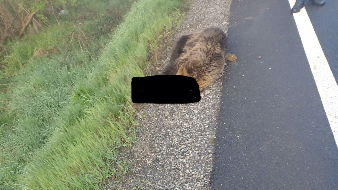 Urs omorât de mașină în județul Sibiu. Este al doilea caz în ultimele trei săptămâni