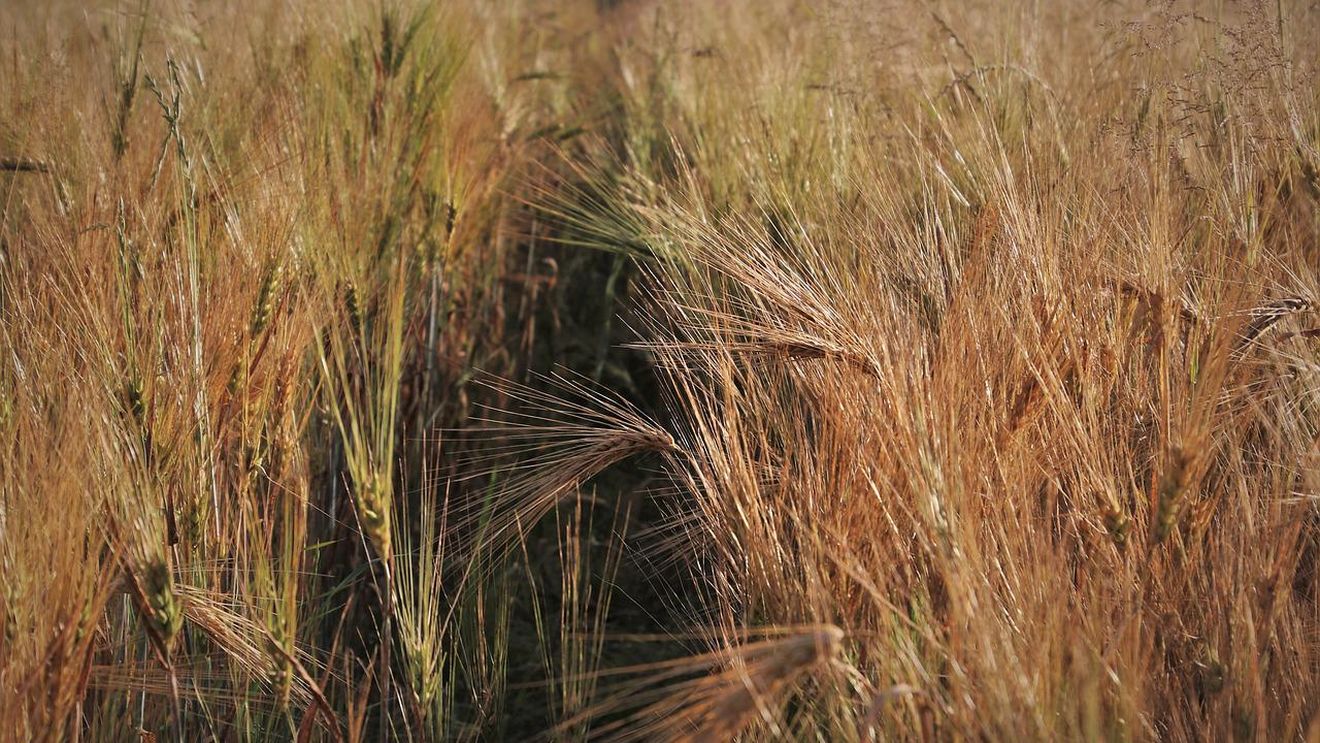 Ministerul Agriculturii: 16.000 de hectare cu grâu sunt afectate de secetă, în judeţele Brăila, Galaţi, Ialomiţa şi Teleorman