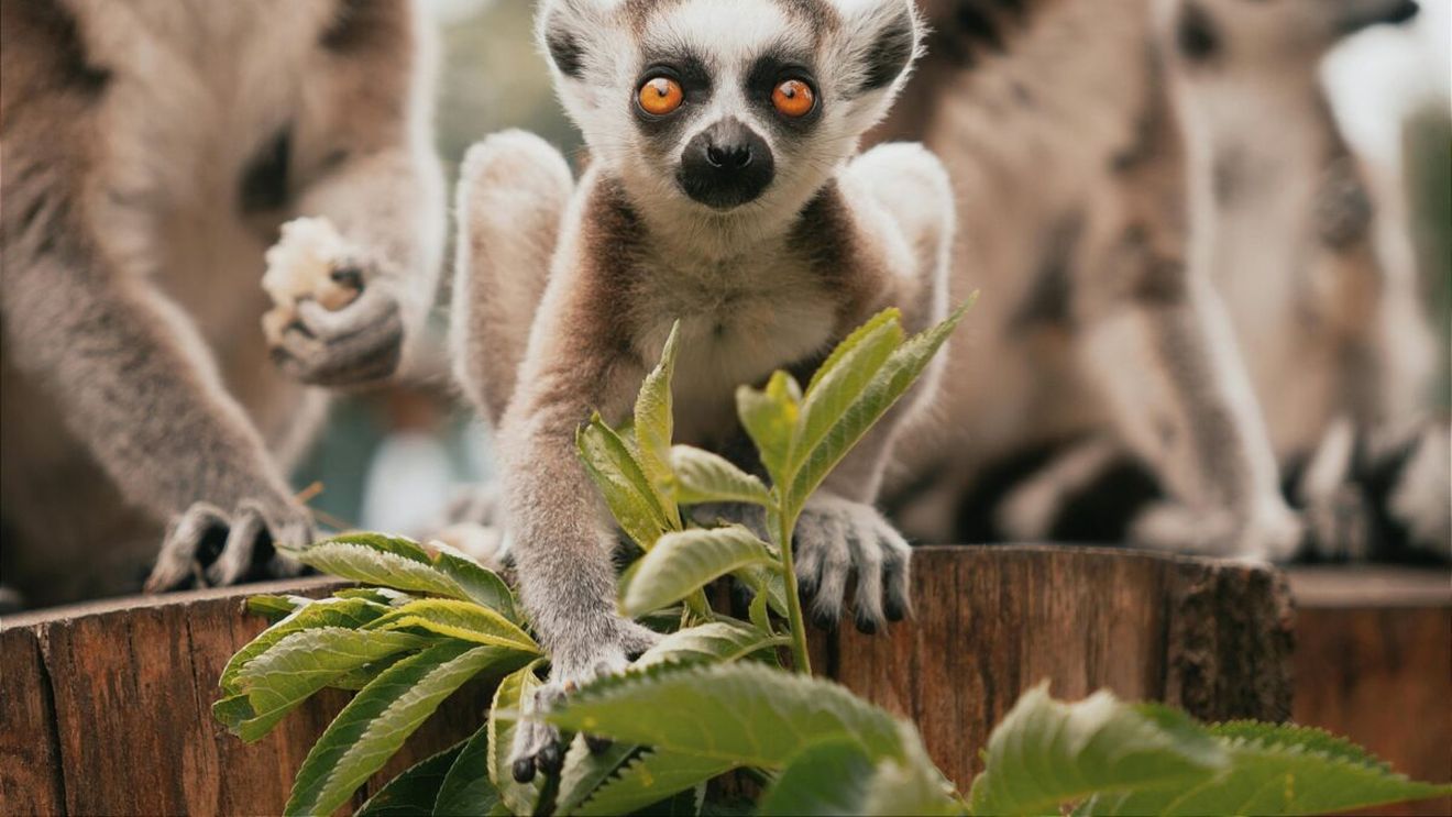 Victorie împotriva traficului de animale: Aproape 1.000 de lemuri și țestoase vor fi repatriate în Madagascar/  Animalele periclitate au fost aduse de braconieri în Thailanda