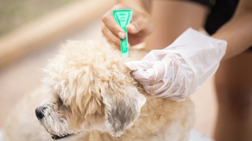 Cât de sigure sunt tratamentele antiparazitare pentru câini și pisici: Un nou studiu ridică semne de întrebare asupra impactului lor asupra mediului