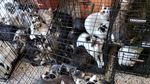 FOTO 115 pisici au fost găsite dintr-un apartament din București / Pisicile au fost preluate de mai multe asociații de protecția animalelor