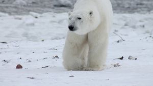 WWF contribuie la facilitarea comerțului cu blană de urs polar, arată o anchetă