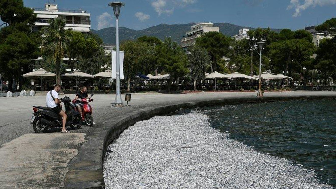 Tone de peşti morţi în oraşul-port Volos din Grecia / Cum s-a ajuns la al doilea dezastru ecologic din ultimul an