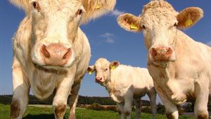 Cât de responsabile sunt animalele pentru emisiile de gaze cu efect de seră?