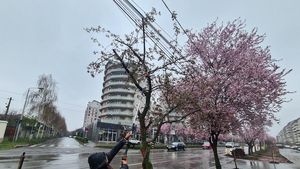 Un sfert din arborii plantați în Oradea s-au uscat / 657 de arbori vor fi înlocuiți de către firma care i-a plantat