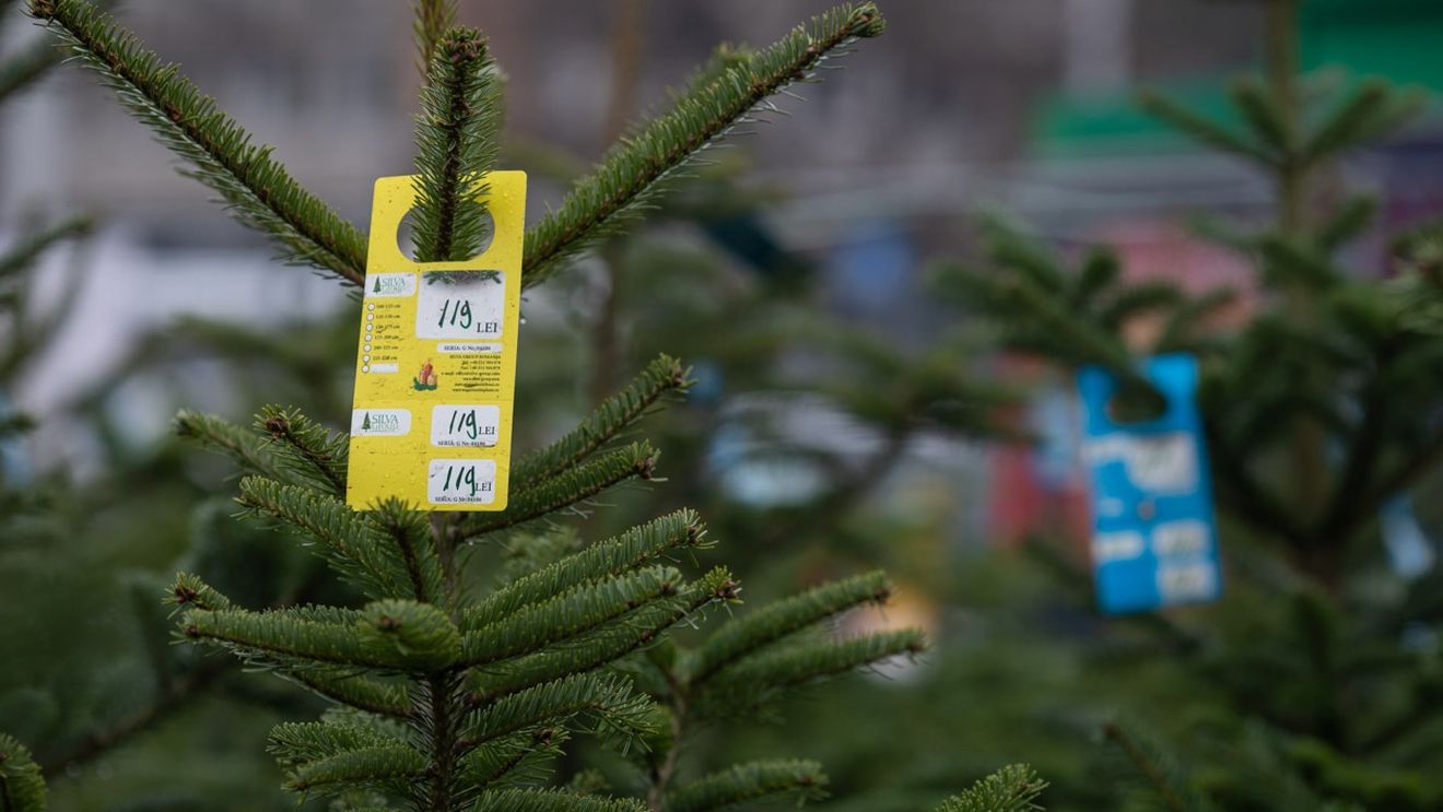 În Ungaria, brazii de Crăciun vor fi mai scumpi anul acesta