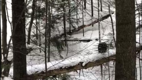 VIDEO Urs pe pârtia Clăbucet din Predeal/ Animalul a fost îndepărtat de jandarmi de la locul de îmbarcare pentru teleschi