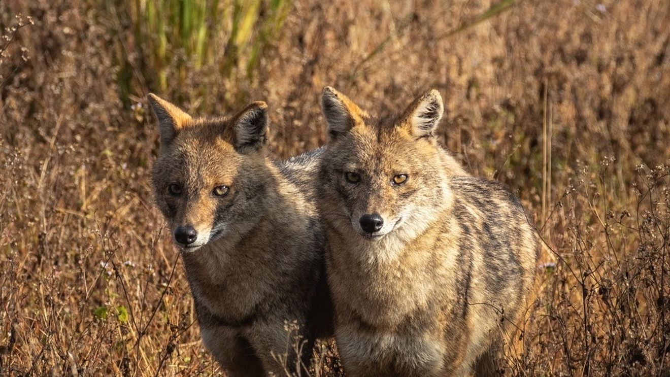 Tot mai mulți șacali în județul Sibiu: ”Devine o problemă majoră pentru fauna județului”