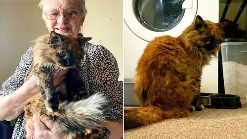 Rosie, pisica de 32 de ani din Norwich, așteaptă verificarea recordului de vârstă de la Guinness World Records