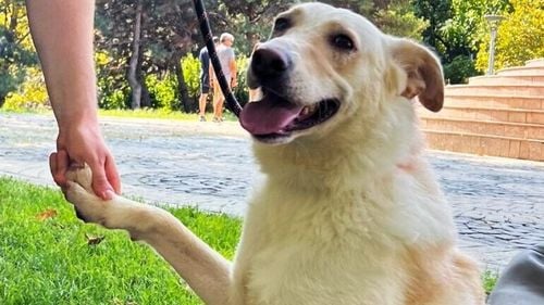 Târg de adopții de câini pe 7 septembrie în Capitală