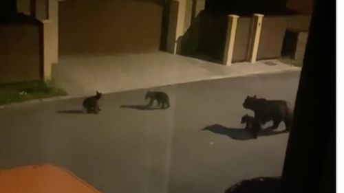 Mesaje RO-Alert în localităţi din Harghita, pentru a semnala prezenţa unor urşi