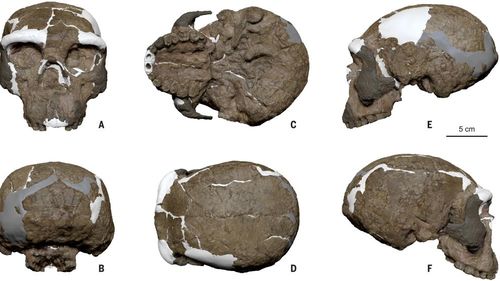 Un craniu vechi de 1 milion de ani rescrie originea omului