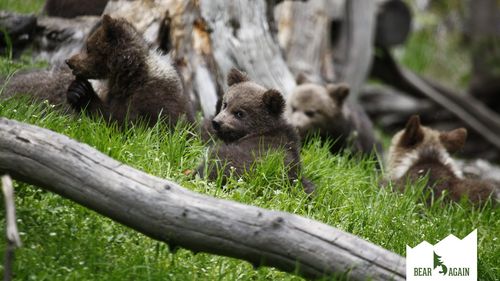 Peste 30 de pui de urs așteaptă să fie "adoptați" la Centrul de Reabilitare a Urșilor Orfani „Bear Again”