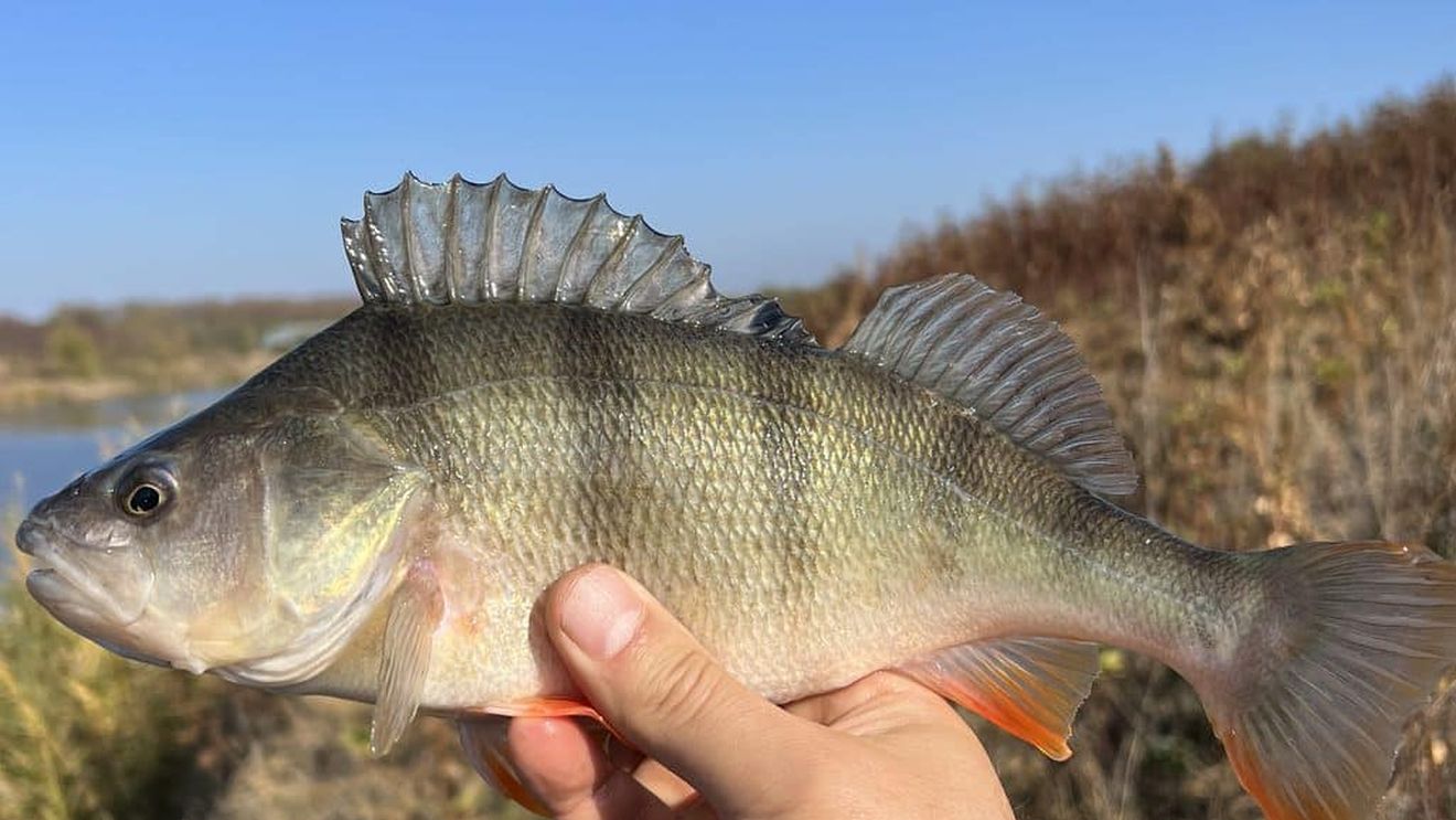 REPORTAJ ”Acest pește trage ca nebunul. Pescuitul la biban este cel mai distractiv” / Bibaniada, singurul concurs de pescuit din Deltă dedicat femeilor, a devenit un eveniment internaţional