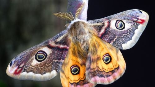 STUDIU De ce roiesc, de fapt, insectele în jurul luminilor artificiale/ Cum sunt zburătoarele induse în eroare de becuri și alte surse de lumină