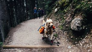 Vacanță la munte cu animalul de companie: Cum îți protejezi câinele de urși