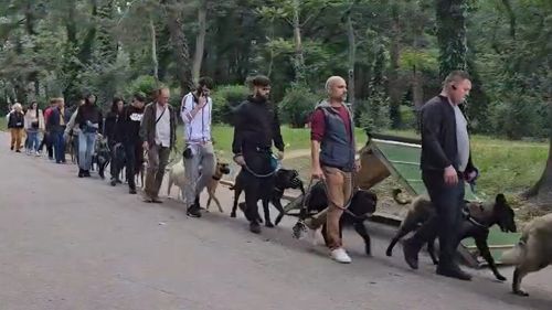 VIDEO exclusiv | Cum se desfășoară o oră de dresaj canin în grup și ce beneficii aduce lucrul cu mai mulți câini împreună. De câte ședințe este nevoie: Sfatul instructorului Mihai Nae