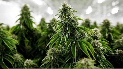 Doi bărbați din Cluj, reținuți de procurori sub acuzația de trafic de droguri. Aceștia ar fi realizat o cultură de canabis într-o pădure