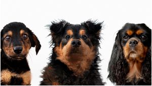 Top cele mai sănătoase rase de câini: La ce să fii atent dacă vrei un animal fără probleme