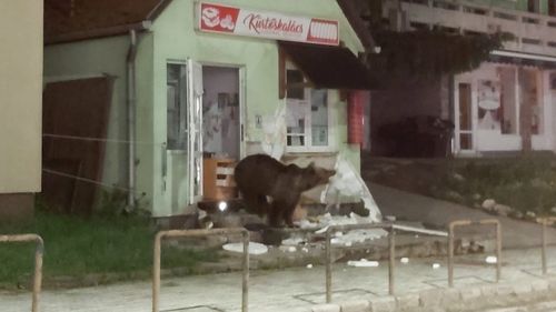 VIDEO Un urs a intrat într-o pensiune din Băile Tuşnad, iar un altul a pătruns într-un magazin din localitate