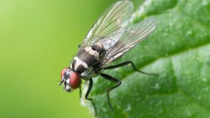 Tyson, unul dintre cei mai mari producători de carne din Statele Unite, investește în producția de proteine din insecte / Muștele vor fi transformate în hrană pentru animale de companie, păsări de curte și pește