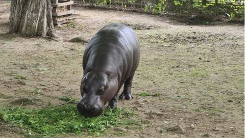 Singurul hipopotam pitic din România se găsește la Zoo Târgovişte / Specia este pe cale de dispariție / Fluturaș vine din Germania și are 42 de ani