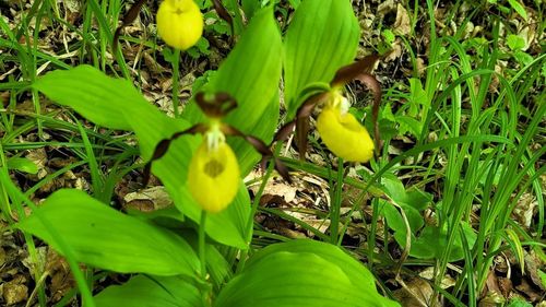 FOTO A înflorit Papucul Doamnei, o orhidee sălbatică extrem de rară / Este o plantă protejată  din anul 1938