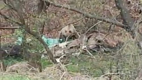 Un urs a fost filmat în spatele Spitalului Sf. Constantin din Brașov / Un bărbat a stat și a filmat ursoaica cu pui