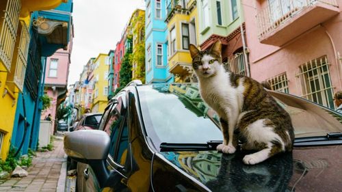 Orașul care iubește pisicile: Cum au influențat felinele cultura și turismul din Istanbul (GALERIE FOTO)