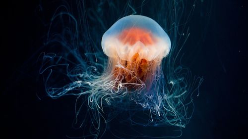 Meduzele ar putea fi printre creaturile marine care beneficiază de pe urma schimbărilor climatice