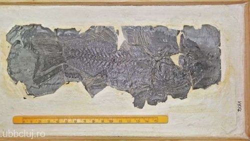 Descoperire a unei echipe de cercetători de la Babeş-Bolyai, în Vrancea: Cea mai veche fosilă de biban de mare din Europa