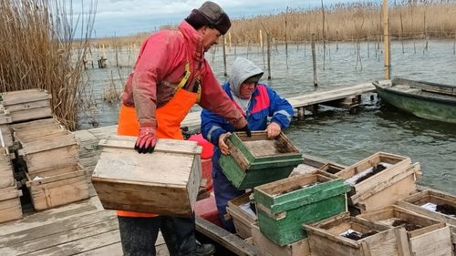 O nouă campanie de repopulare cu icre embrionate de șalău a avut loc în Complexul lagunar Razim-Sinoe